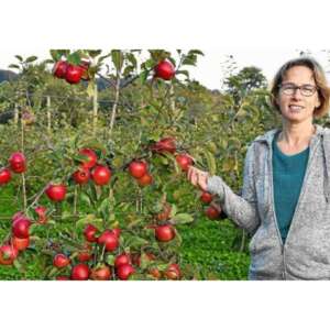 les vergers de Gurelédan les vergers de Gurelédan